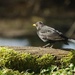 Blackbird by barrowlane
