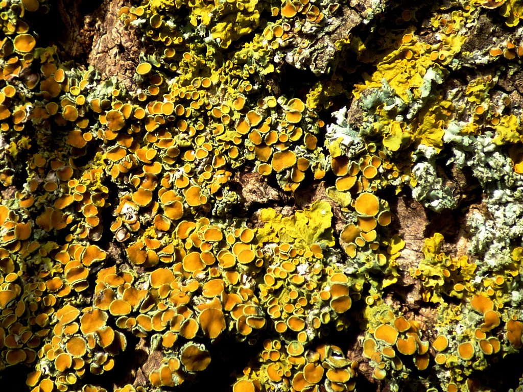 Lichen on oak tree bark by julienne1