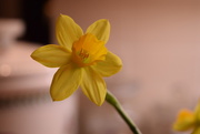 25th Feb 2015 - mini daffodil