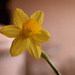 mini daffodil by christophercox