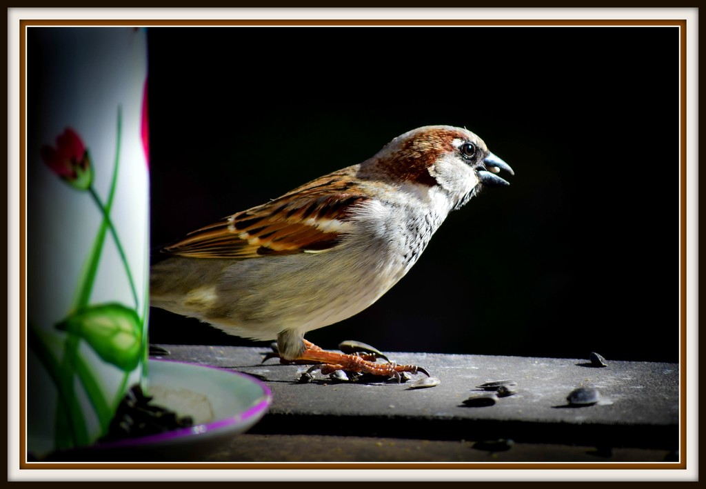 "His Eye Is on the Sparrow... by ckwiseman