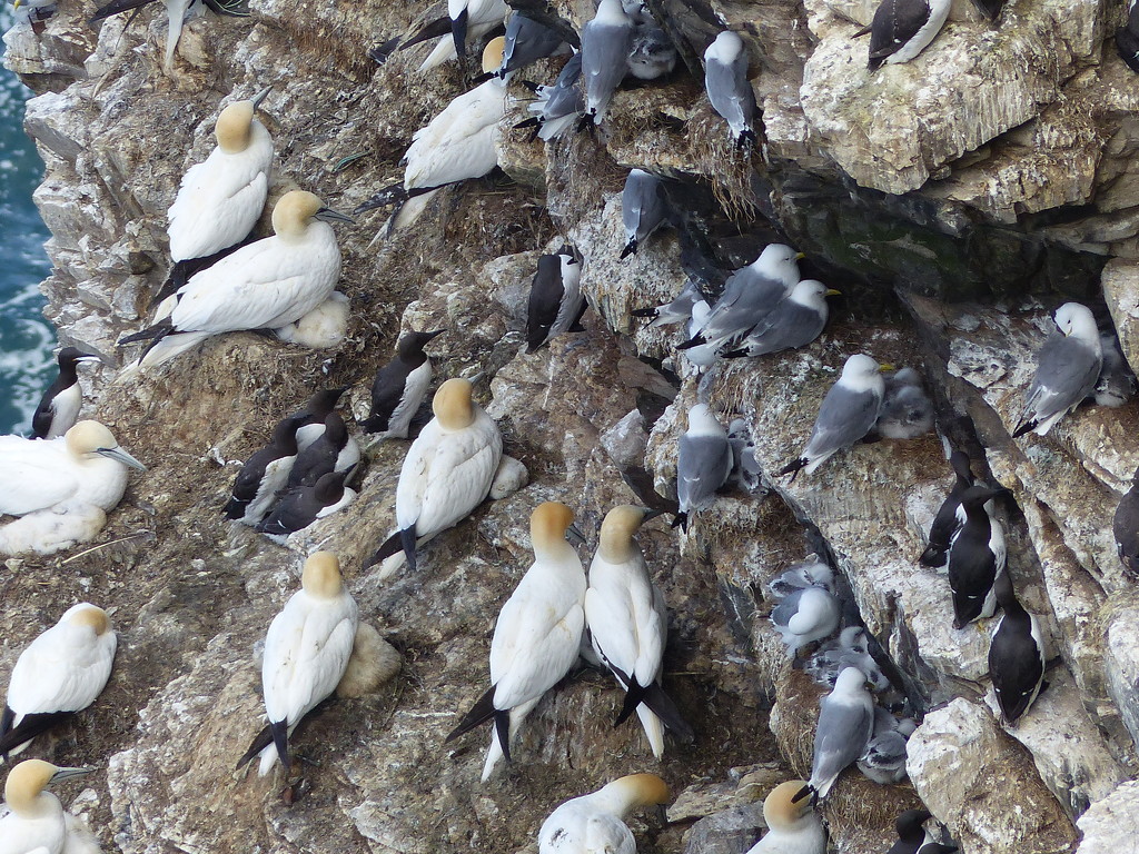  Gannets Guillemots and Kittiwakes by susiemc