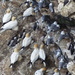  Gannets Guillemots and Kittiwakes by susiemc