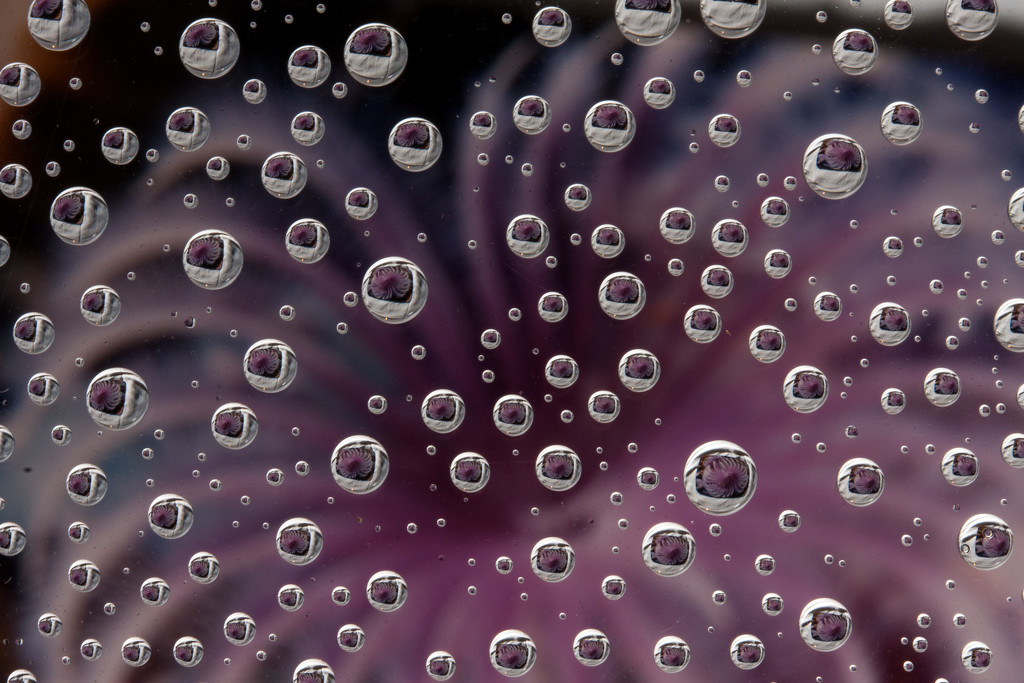 Water droplets_9623 by rontu