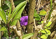 25th Feb 2015 - purple flower