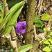 purple flower by stcyr1up