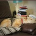  "Z" for - , zzzz for a sleepy snoozing little pooch !! by beryl