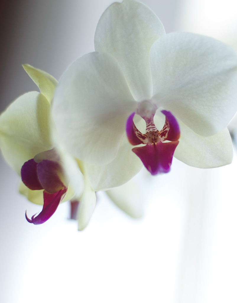 Yellow Orchid by loweygrace
