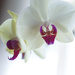 Yellow Orchid by loweygrace
