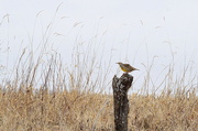 20th Feb 2015 - Meadowlark on a Fencepost