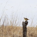 Meadowlark on a Fencepost by kareenking