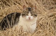 20th Feb 2015 - Stray in the Hay