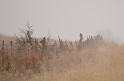 17th Feb 2015 - Hawk on Fence During Snowfall