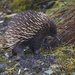 Hedgehog by sugarmuser