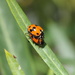 Ladybird and manbird? by gilbertwood