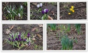 25th Feb 2015 - Crocus and Daffodil in Vernon Park