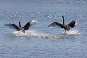 26th Feb 2015 - Black swans flight