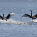 Black swans flight by gilbertwood