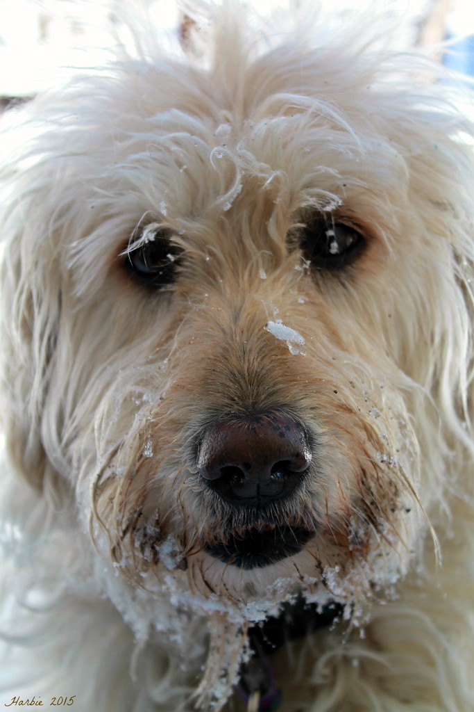 Ivy (Snow Dog) by harbie