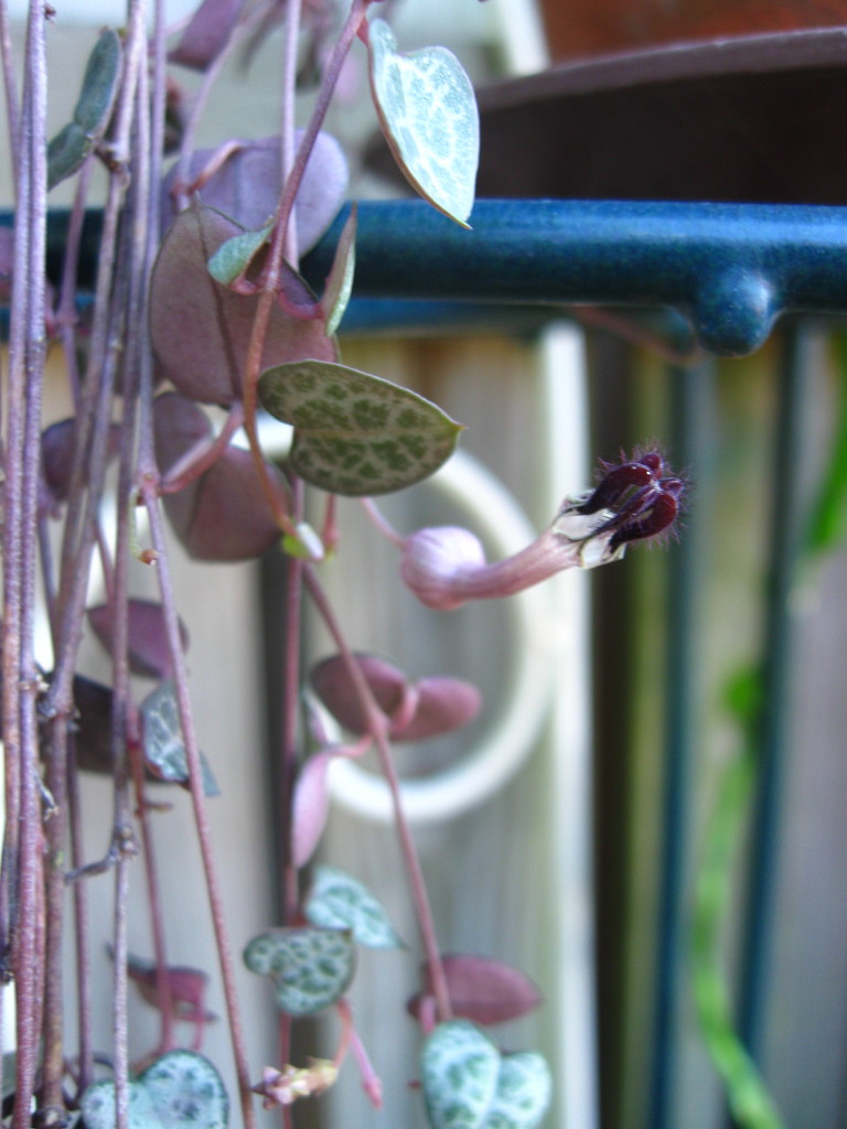 String of Hearts in Flower by mozette