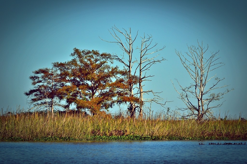 Trees, marsh and ducks by soboy5