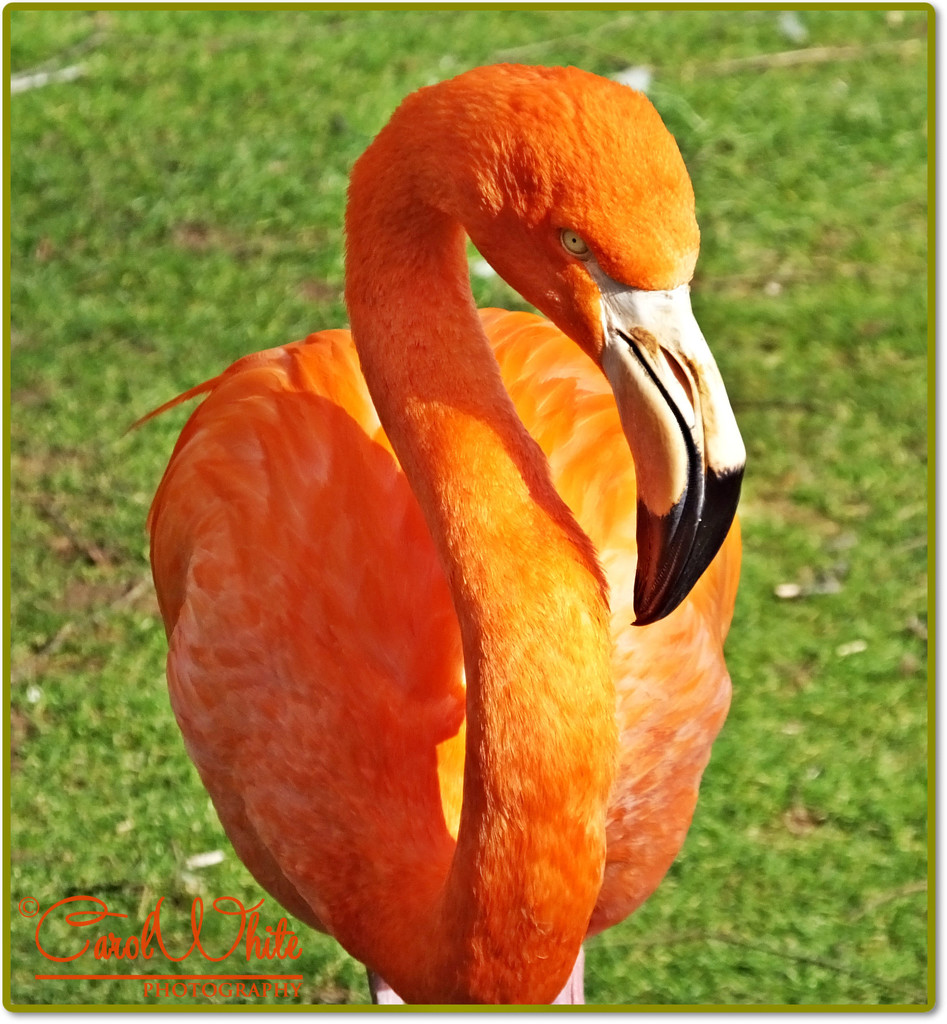 Pretty Flamingo by carolmw