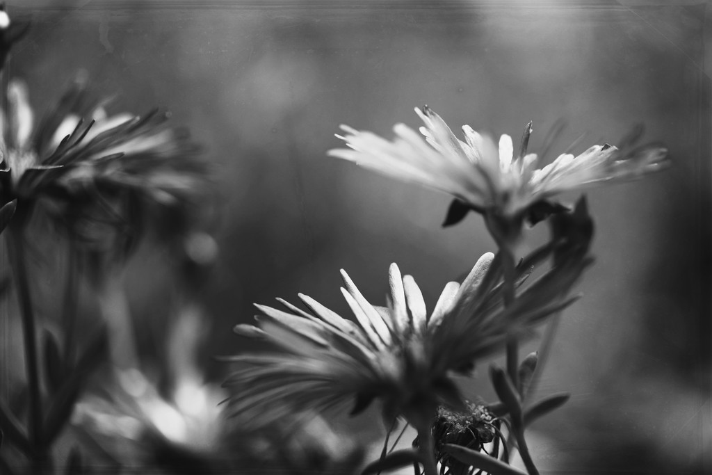 flowers in bw by blueberry1222