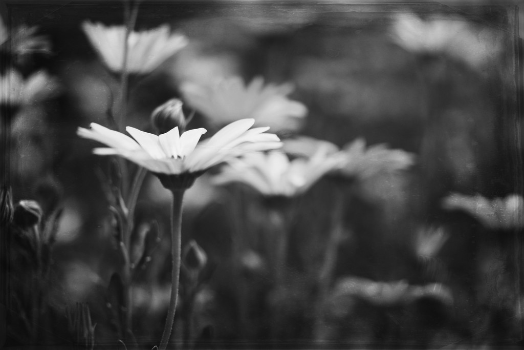 flowers in bw pt 2 by blueberry1222