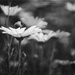 flowers in bw pt 2 by blueberry1222