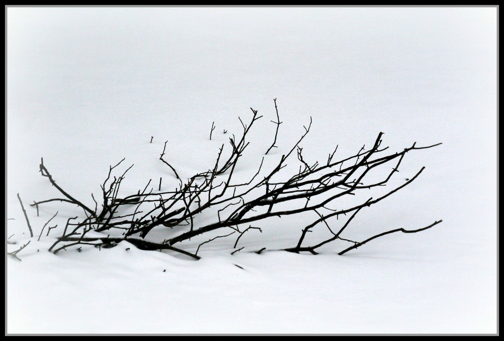 Fallen branch by mittens