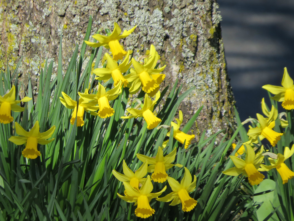 More Daffodils by seattlite