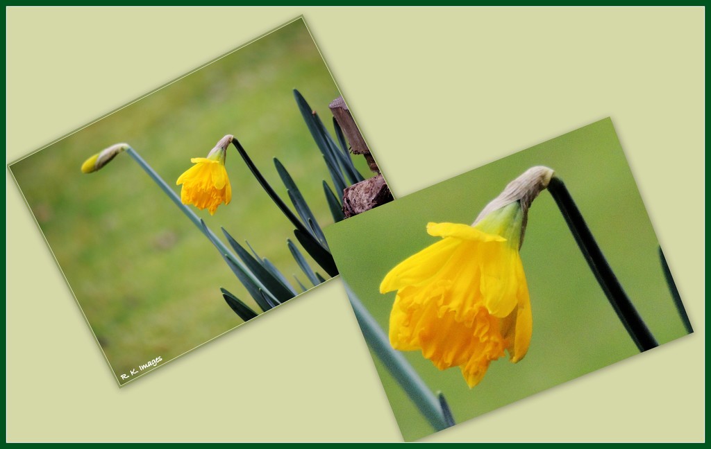 First Daffodil by rosiekind