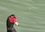 22nd Feb 2015 - The Ugly Duckling