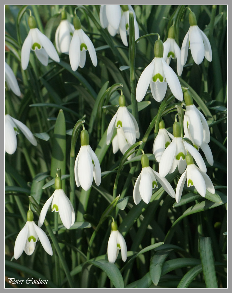 Snowdrops  by pcoulson
