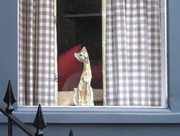 25th Feb 2015 - How Much Is That Kitty in the Window?