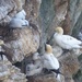  Gannets with Chicks by susiemc