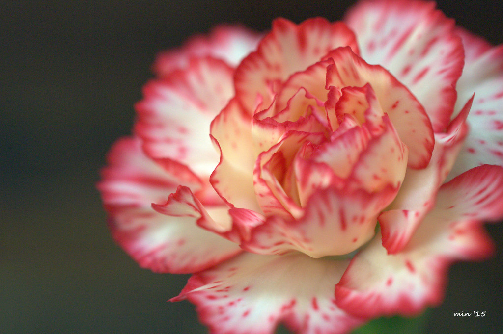 Carnation by mhei