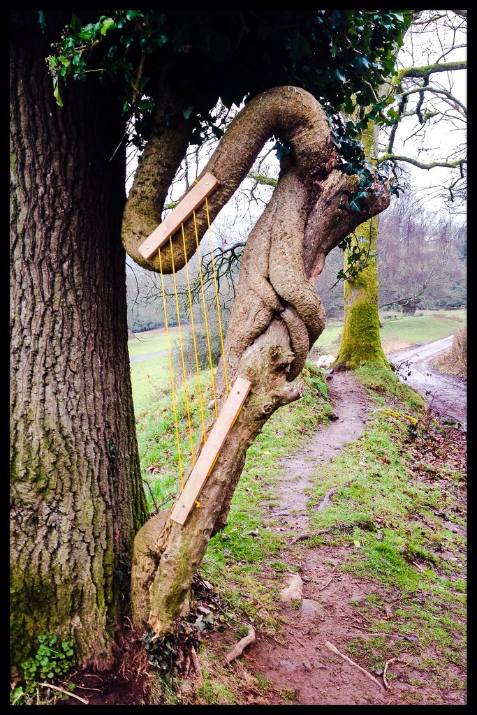 Tree harp!!! by sjc88