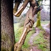 Tree harp!!! by sjc88