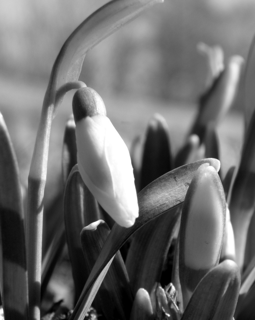 Snow Drop in Waiting by daisymiller