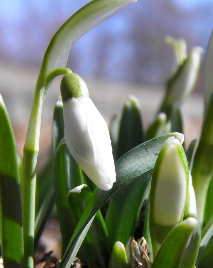 Snowdrop in waiting in color by daisymiller