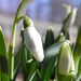 Snowdrop in waiting in color by daisymiller