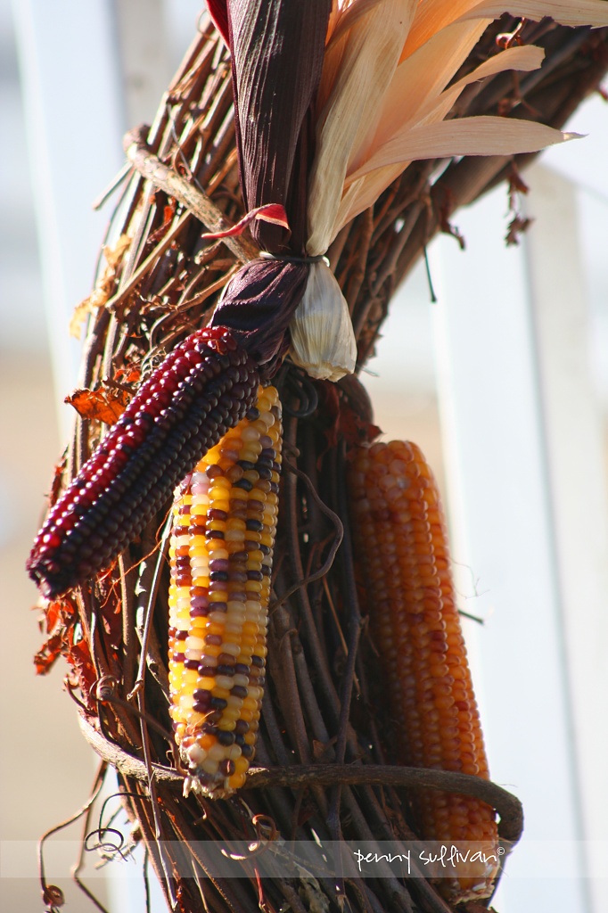 306_59 Indian corn. by pennyrae