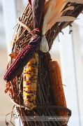 2nd Nov 2010 - 306_59 Indian corn.