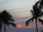 26th Feb 2015 - Evening glow and palm trees