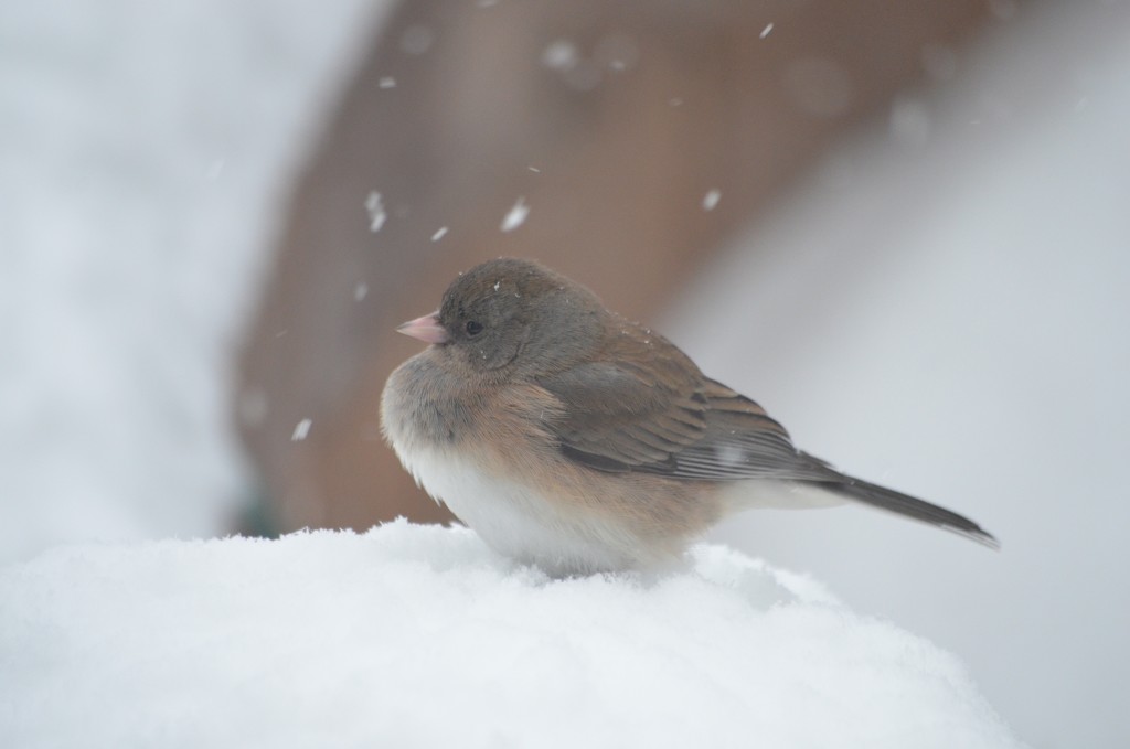 Snow bird by kdrinkie