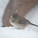 Snow bird by kdrinkie