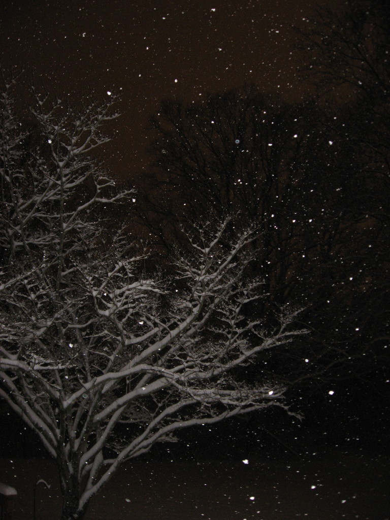 Snowy Night in Aabama by awalker