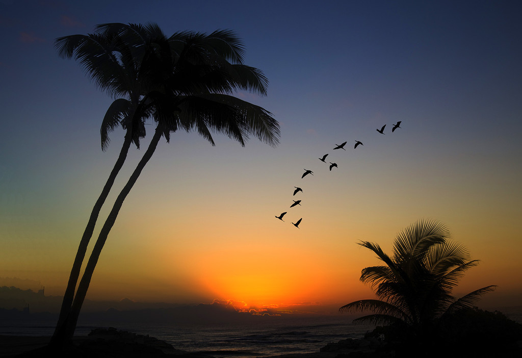 Sunset Palms by pdulis