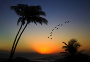 26th Feb 2015 - Sunset Palms